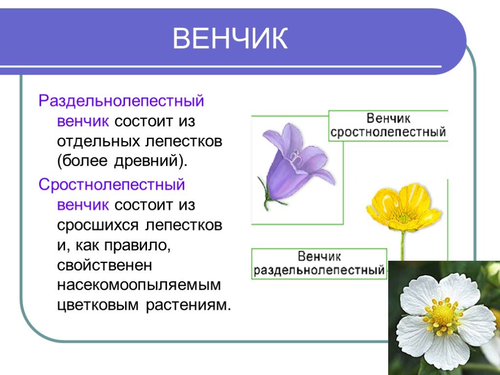 Цветок функции кратко. Цветок биология венчик. Венчик цветка состоит из. Венчик раздельнолепестный и сростнолепестный. Венчик цветка состоит.