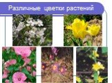 Различные цветки растений