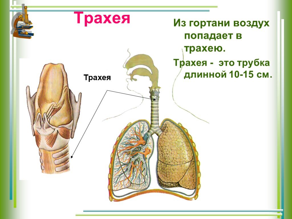 Воздух из гортани попадает в. Гортань и трахея. Из гортани воздух попадает в. Трахея человека. Органы дыхания человека трахея.