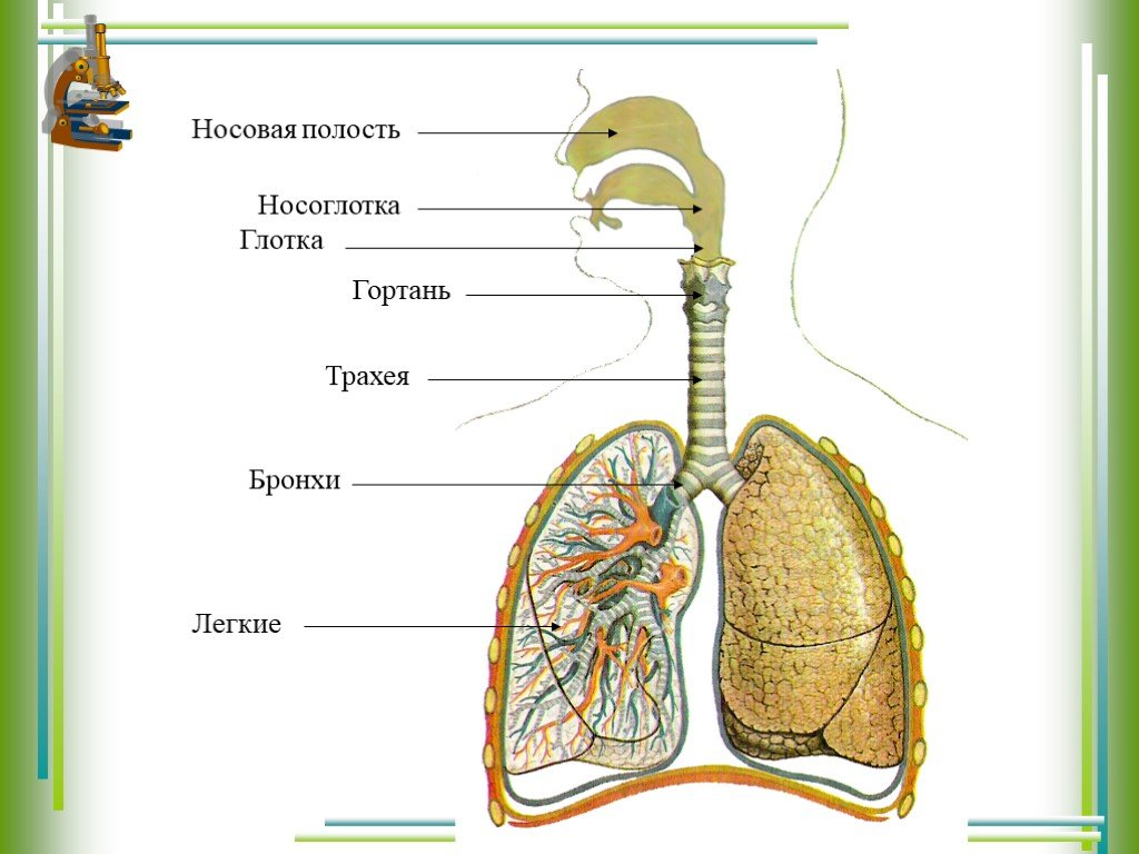 Строение и функции трахеи и легких. Дыхательная система трахея анатомия человека. Дыхательная система бронхи. Гортань трахея бронхи легкие строение. Дыхательная система анатомия гортань.