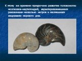 К этому же времени приурочено развитие головоногих моллюсков-наутилоидей, характеризовавшиеся раковинами несколько метров и являвшихся хищниками морского дна.