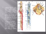 А - Артерии спинного мозга: 1 - задняя спинномозговая артерия; 2 - передняя спинномозговая артерия; 3 - корешковая артерия; 4 - водораздел; 5 - позвоночная артерия; 6 - восходящая шейная артерия; 7 - водораздел; 8 - дуга аорты; 9 - грудная межреберная артерия; 10 - аорта; 11 - водораздел; 12 - артер