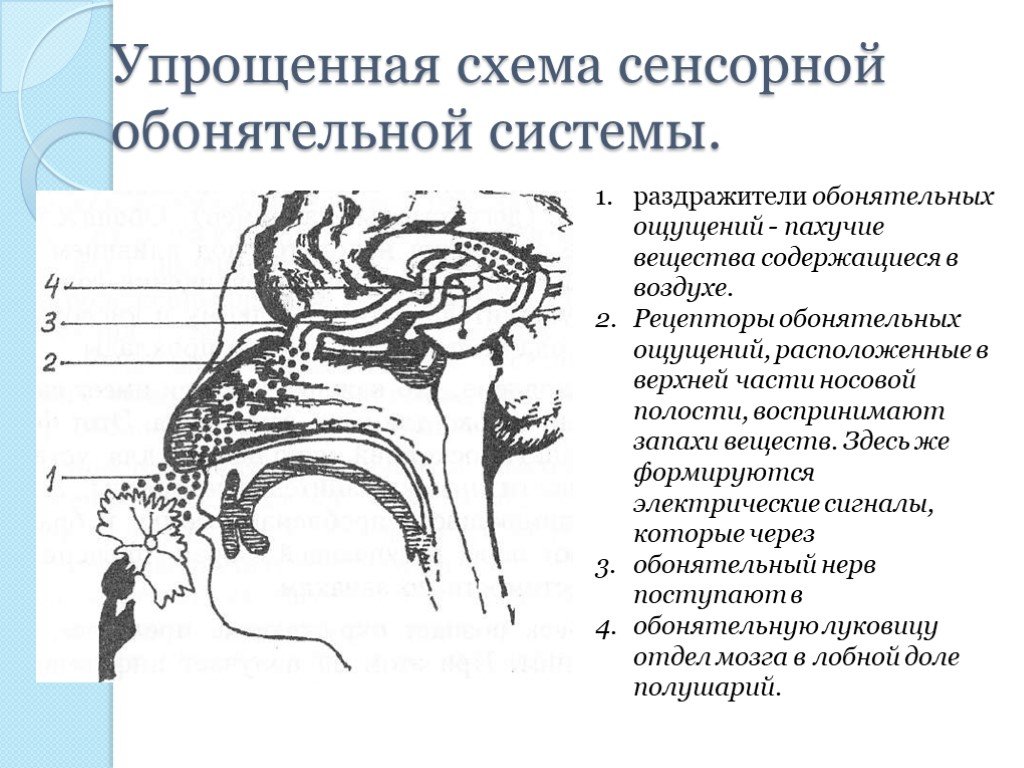 Обонятельный анализатор схема строения