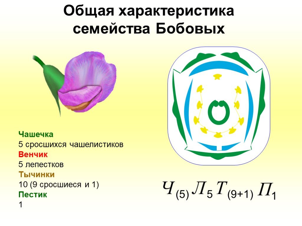 Презентация по биологии 6 класс семейство бобовые