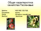 Общая характеристика семейства Пасленовые. Цветок Ч(5) Л(5) Т(5) П(2) Соцветие Кисть Плод Ягодка и коробочка Листья Простые