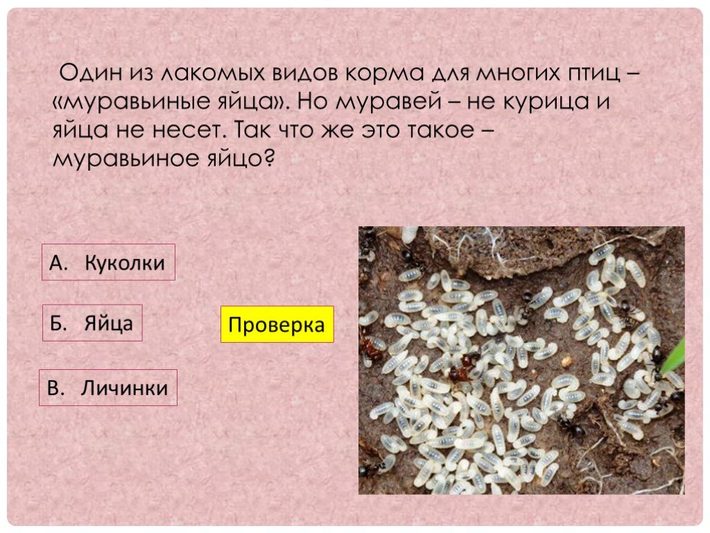 Проект пчелы и муравьи общественные насекомые