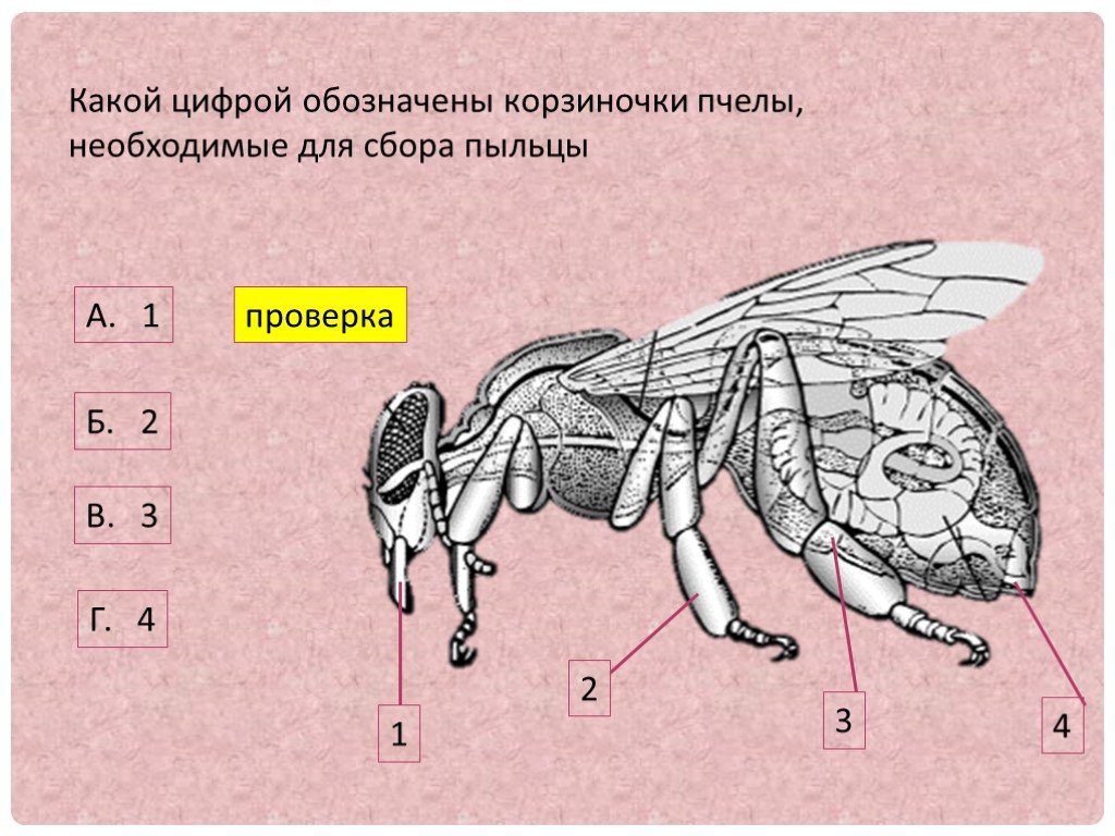 Насекомое обозначено на рисунке цифрой. Пчела корзиночка для сбора. Пчела корзиночка для сбора пыльцы. Строение корзинки пчелы. Корзинка у насекомых.