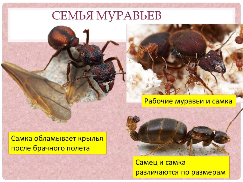 Класс насекомые пчелы и муравьи презентация 7 класс