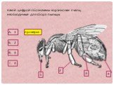 Какой цифрой обозначены корзиночки пчелы, необходимые для сбора пыльцы. 1 2 3 4 А. 1 Б. 2 В. 3 Г. 4