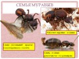 Семья муравьев. Самец и самка различаются по размерам. Самка обламывает крылья после брачного полета. Рабочие муравьи и самка