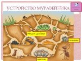 Устройство муравейника. куколки личинки Яйца и добыча