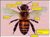 Пчёлы и муравьи — общественные насекомые Слайд: 8