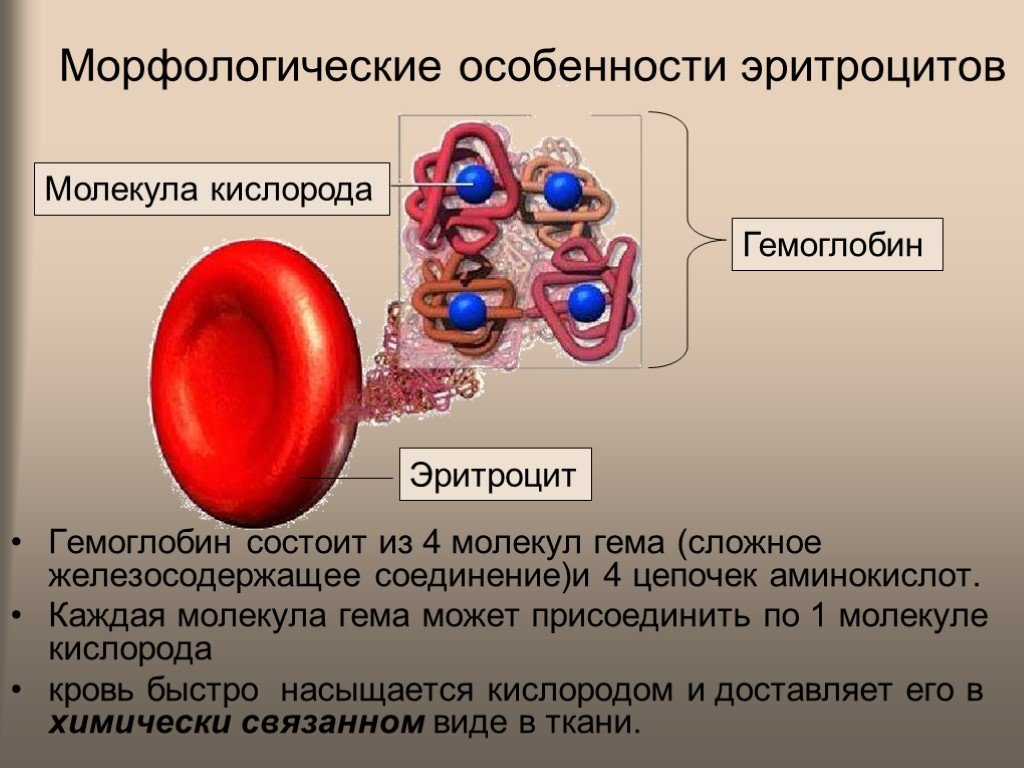 Какое соединение молекулы гемоглобина с кислородом. Гемоглобин состоит из 4 молекул гема. Морфологические особенности эритроцитов. Эритроцит состоит из. Строение эритроцита и гемоглобина.