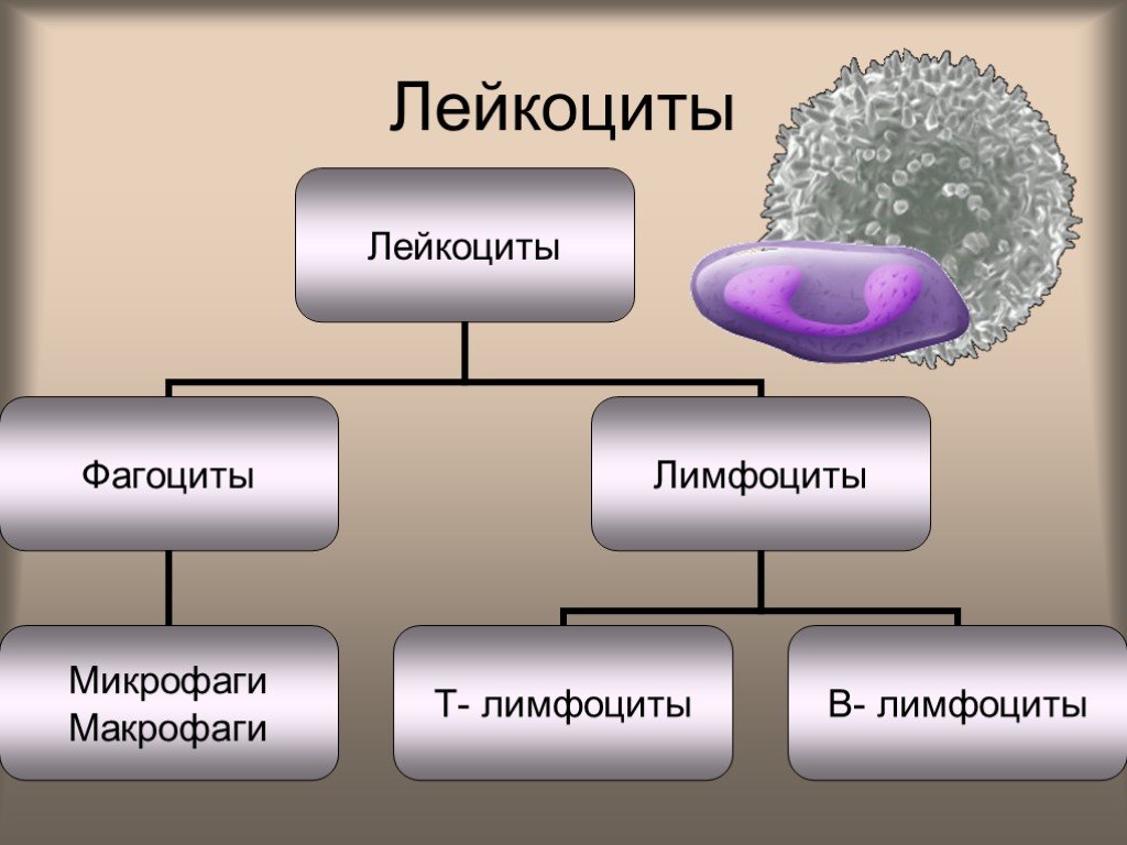 Лейкоциты крови способны. Лейкоциты фагоциты и лимфоциты. Лейкоциты биология 8 класс. Лейкоциты делятся схема. Лейкоциты это в биологии.