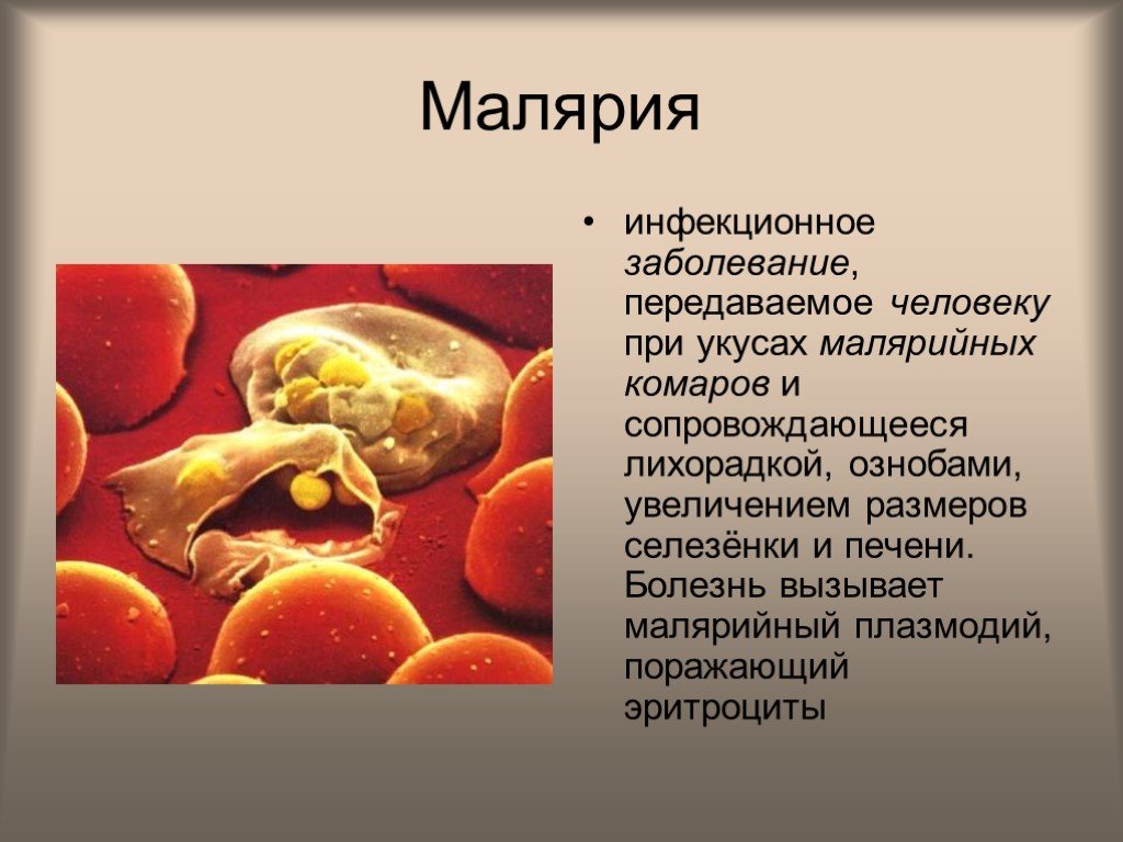 Малярия какая болезнь. Болезни вызываемые малярийным плазмодием. Малярийный плазмодий болезнь. Серповидноклеточная анемия малярия плазмодий.
