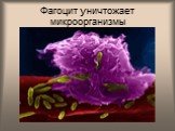 Фагоцит уничтожает микроорганизмы