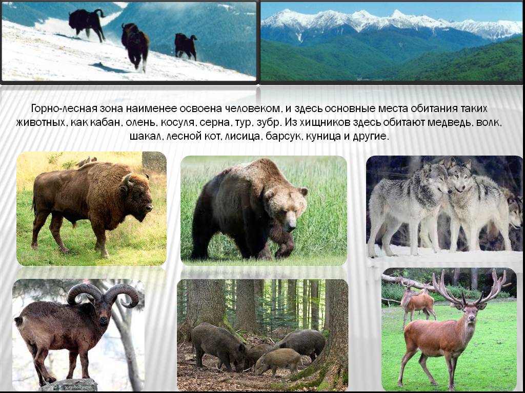 Животные кубани фото и описание