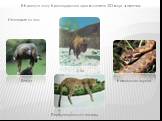 В Красную книгу Краснодарского края включено 353 вида животных. Некоторые из них:
