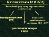 Казеин киназа 1e (СК1e). Важнейший регулятор циркадианного осциллятора. фосфорилирование PER. транслокация димеров в ядро. деградация ингибирующего комплекса PER - CRY