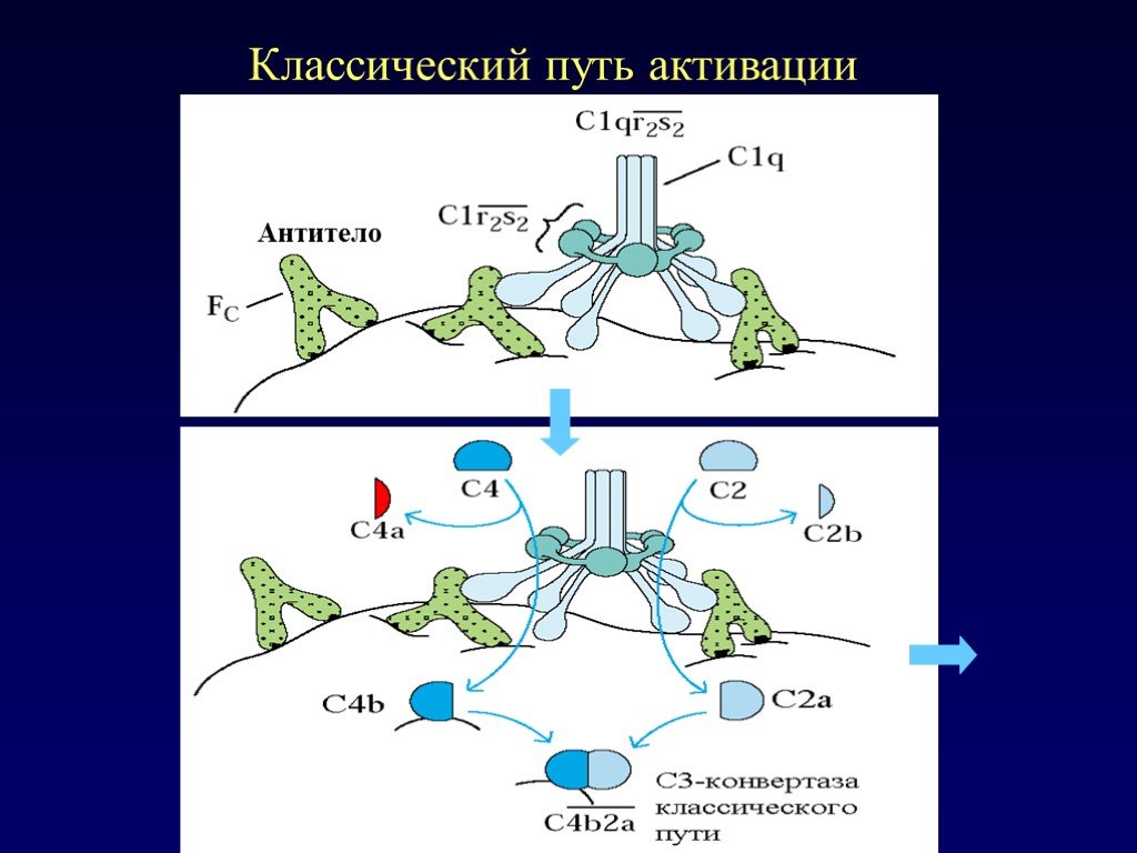 Система комплемента иммунология презентация