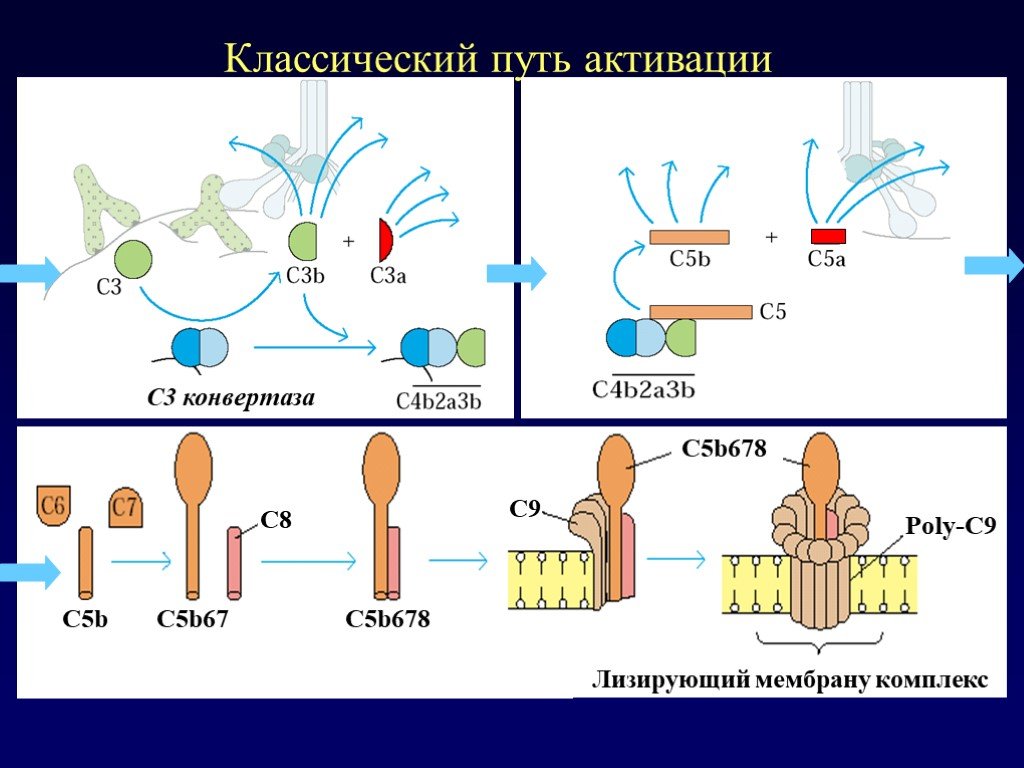 Системам c b. Классический путь активации комплемента. Система комплемента классический путь. Активация белков системы комплемента. Система комплемента c3-c5.