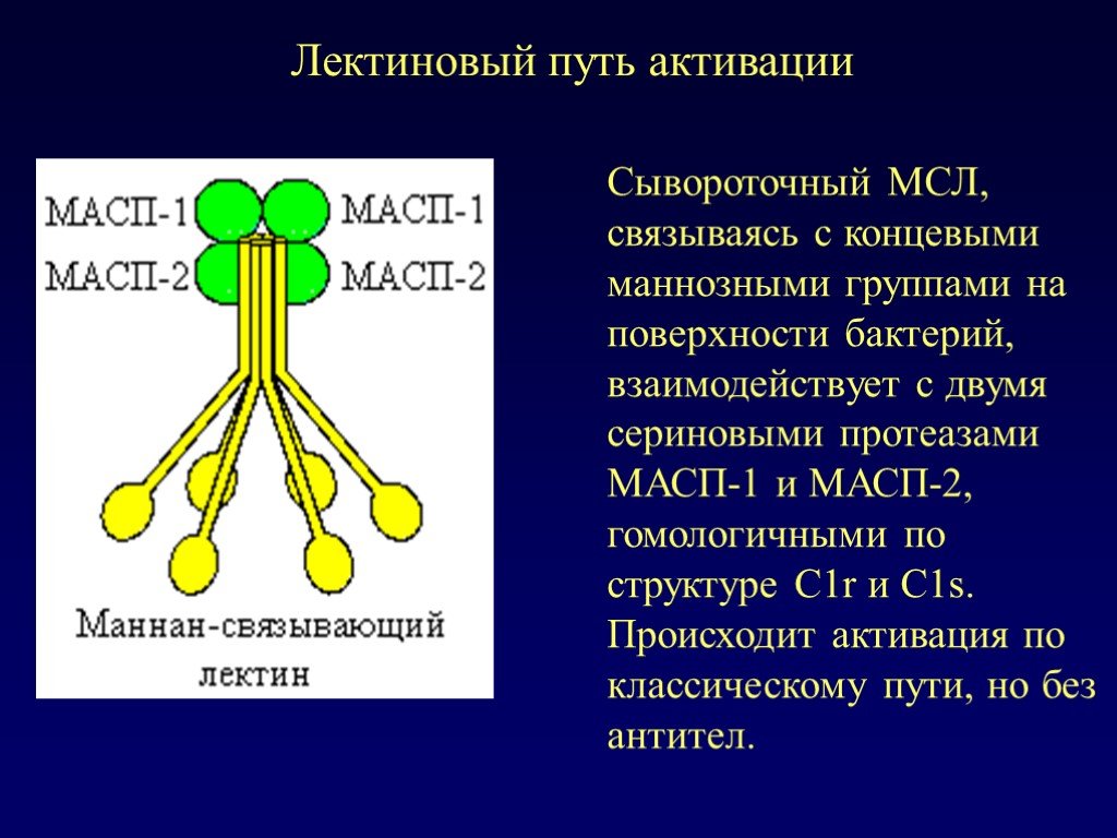 Лектиновый путь активации комплемента