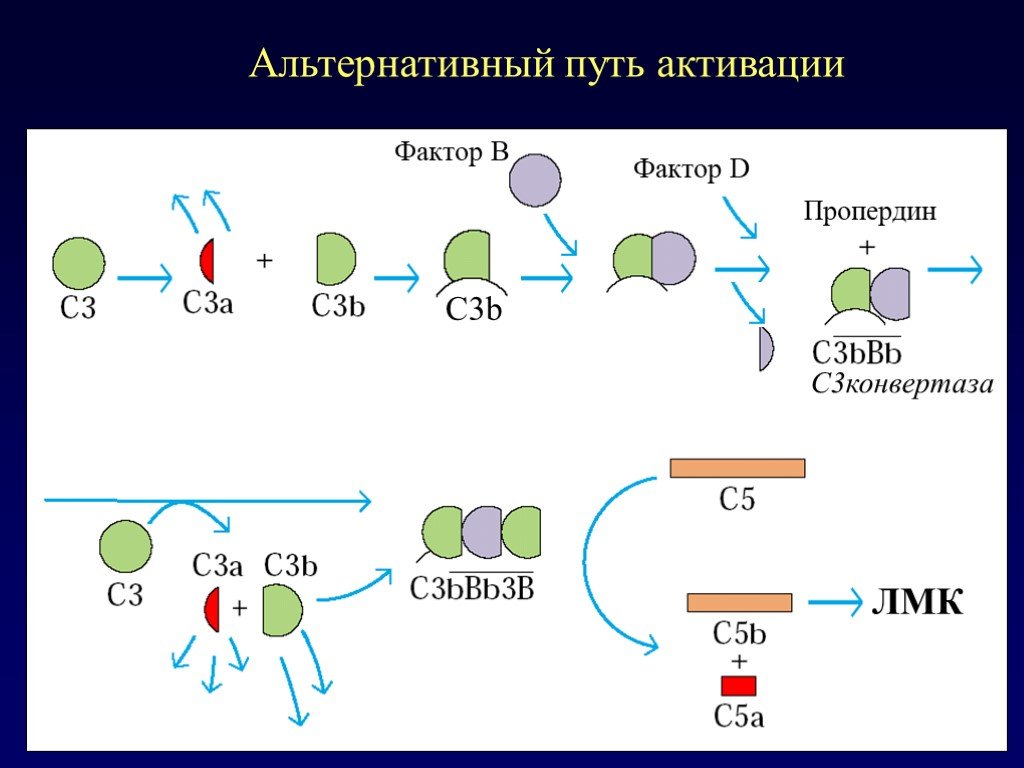 Схема активация комплемента