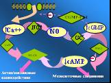 GC MLCK. Межклеточные соединения. Актин/миозиновые взаимодействия. CaM