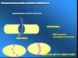 Ультраструктурные основы увеличения проницаемости. формирование щелей в эндотелии. межклеточные через клетку. ВВО (везикуло-вакуолярные органеллы). VEGF (фактор роста эндотелия)