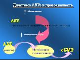 Мембранная гуанилатциклаза. ANP + cGMP. ANP (предсердный натрий-уретический пептид). Действие ANP на проницаемость