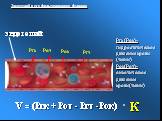 К эндотелий. Эндотелий и его фильтрационная функция. Ргк (Рок)- гидростатическое давление крови (ткани) Рок(Рот)-онкотическое давление крови(ткани)