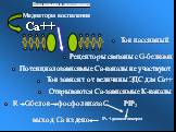 Са++. Потенциалозависимые Са-каналы не участвуют. Открываются Са-зависимые К-каналы. Ток зависит от величины ЭДС для Са++. Медиаторы воспаления. Ток пассивный. Рецепторы связаны с G-белками. Вход кальция в эндотелиоцит: Gбелок R фосфолипаза С PIP2. IP3 + диацилглицерол. выход Са из депо