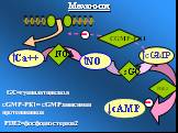 sGC PDE2 NOS CGMP-PK1. cGMP-PК1= сGMPзависимая протеинкиназа. GC=гуанилатциклаза. PDE2=фосфодиэстераза2. Механизм
