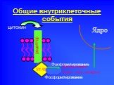 Общие внутриклеточные события. киназа цитокин Фосфорилирование STAT. Димеризация (гомо- или гетеро-). Ядро