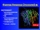 Фактор Некроза Опухолей-. синтезируют: активированные макрофаги NK активированные нейрофилы лимфоциты тучные клетки
