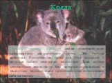 Сумчатые медведи коала – самые очаровательные представители австралийской фауны. Это ночные животные. Единственная пища для этих созданий – молодые побеги некоторых эвкалиптов. Даже сильно действующие вещества и яды, которые содержаться в эвкалиптах, медведи коала приспособились использовать себе на