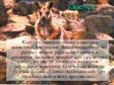 Кенгуру. Кенгуру, наверно, самое известное животное Австралии. Всего существует 40 разных видов, различных цветов и размеров. Большое красное кенгуру и серое кенгуру могут достигать размеров взрослого мужчины. Некоторые виды не больше собаки. Самые маленькие кенгуру принадлежат к виду кроликовых.
