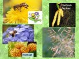 Признаки ветроопыляемых и насекомоопыляемых растений.