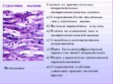 Сердечная мышца. Состоит из прямоугольных сократительных поперечнополосатых клеток. а) Сокращения более медленные, чем у скелетных мышц. б) Волокна переплетены в пучки. в) Клетки не сливаются как в поперечнополосатой мышце. г) Способны к автоматическим сокращениям. д) Имеет большой рефрактерный пери