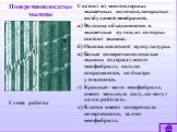 Поперечнополосатые мышцы. Состоят из многоядерных мышечных волокон, покрытых возбудимой мембраной. а) Волокна объединяются в мышечные пучки, из которых состоит мышца. б) Основа скелетной мускулатуры. в) Белые поперечнополосатые мышцы содержат много миофибрилл, сильно сокращаются, но быстро утомляютс