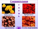 Соединительная Лейкоциты Эритроциты Тромбоциты. Схема свертывания. ткань