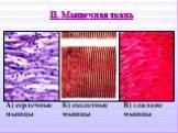 II. Мышечная ткань. А) сердечные мышцы. Б) скелетные мышцы. В) гладкие мышцы