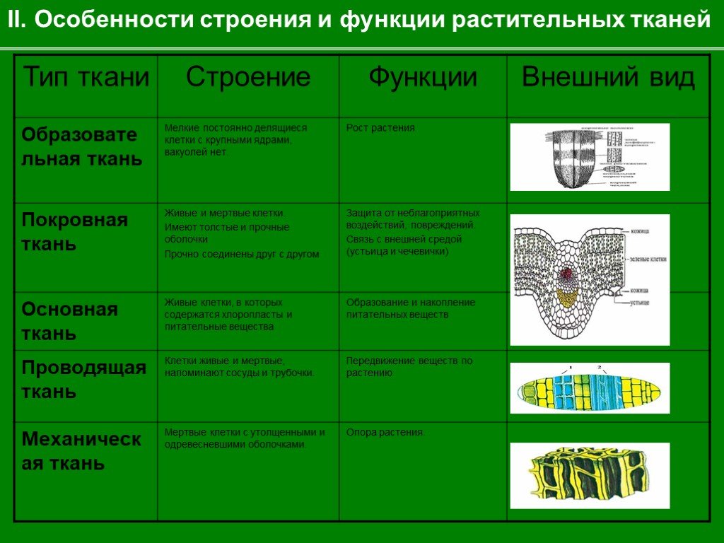 Какой тип растительной ткани представлен на рисунке образовательная покровная проводящая основная