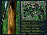 Хвойные леса умеренного пояса и их обитатели Слайд: 44