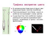 В человеческом глазе присутствуют два вида рецепторов: палочки и колбочки. Палочки реагируют на оттенки серого, а колбочки воспринимают спектр цветов. Существует три типа колбочек: первые реагируют на красно-оранжевый цвет, вторые - на зеленый, а третьи - на сине-фиолетовый.