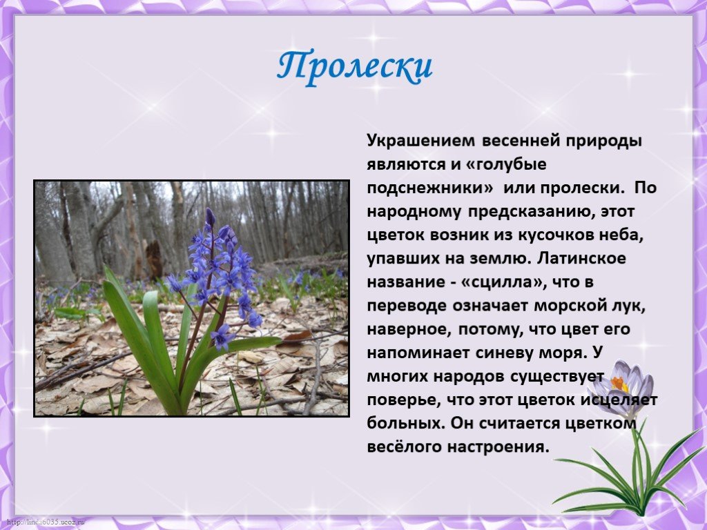 Что в переводе означает слово крокус. Крымский первоцветы примула. Первоцветы пролеска. Весенний первоцвет пролеска. Голубые первоцветы пролески.