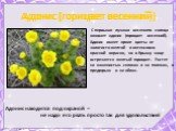 Адонис (горицвет весенний). С первыми лучами весеннего солнца оживает адонис (горицвет весенний). Адонис имеет яркие цветы от золотисто-желтой и интенсивно красной окраски, но в Крыму чаще встречается желтый горицвет. Растет на каменистых склонах и на полянах, в предгорьях и на яйлах. Адонис находит