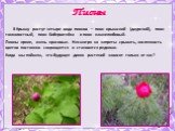 Пионы. В Крыму растут четыре вида пионов – пион крымский (даурский), пион тонколистный, пион Биберштейна и пион камнелюбивый. Пионы яркие, очень красивые. Несмотря на запреты срывать, численность цветов постоянно сокращается и становятся редкими. Когда мы поймем, что будущее диких растений зависит т