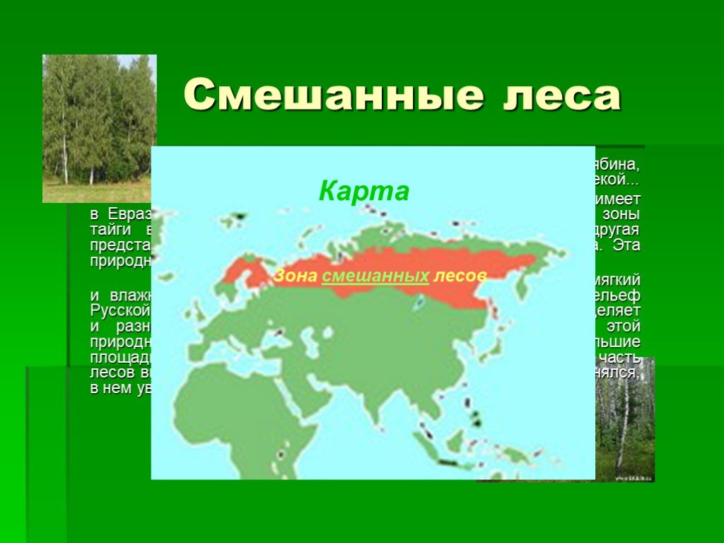 Страны зоны тайги. Зона смешанных широколиственно-хвойных лесов на карте. Карта смешанных и широколиственных лесов России. Карта зоны смешанных лесов Евразии.
