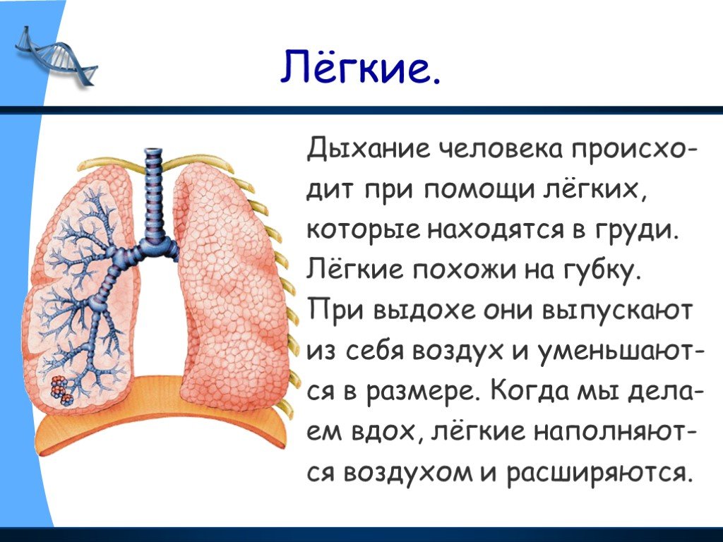 Факты систем органов человека. Информация о легких. Описание лёгких. Информация про легкие.